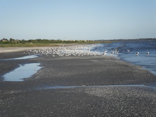 Playa Penino y las Aves migratorias